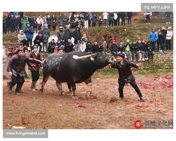 2020年斗牛比赛 2020年斗牛比赛